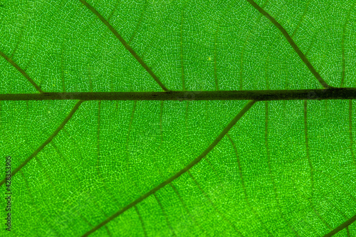 Green leaf texture background photo