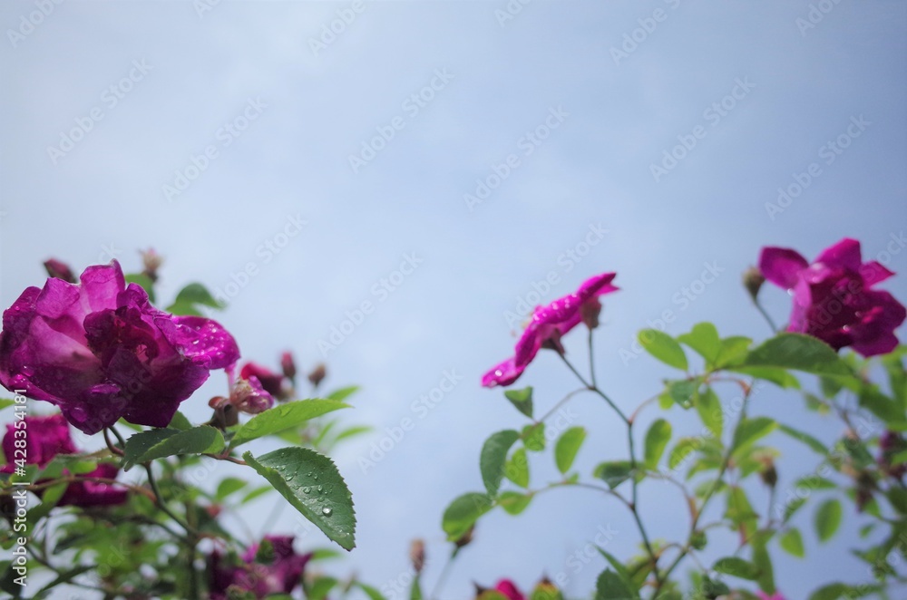 Fototapeta premium 空に花