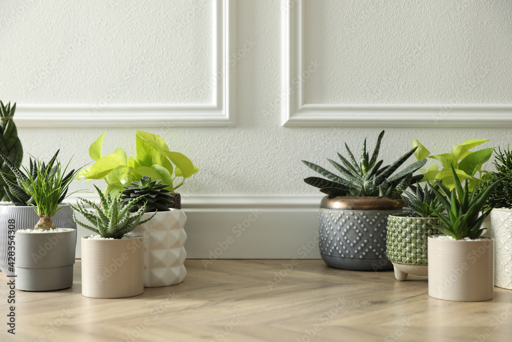 Fototapeta premium Different potted plants on floor near white wall, space for text. Floral house decor