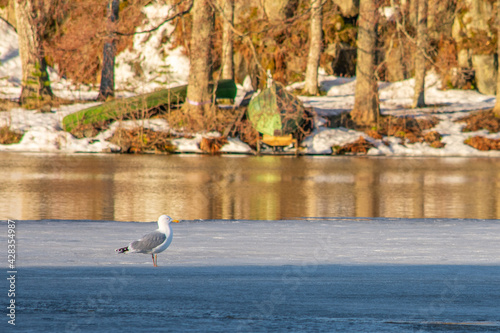 Herring Gull on a Frozen Lake. Herring gull standing on a frozen lake and just observing its surroundings and enjoying the morning sun during a cool spring season. photo