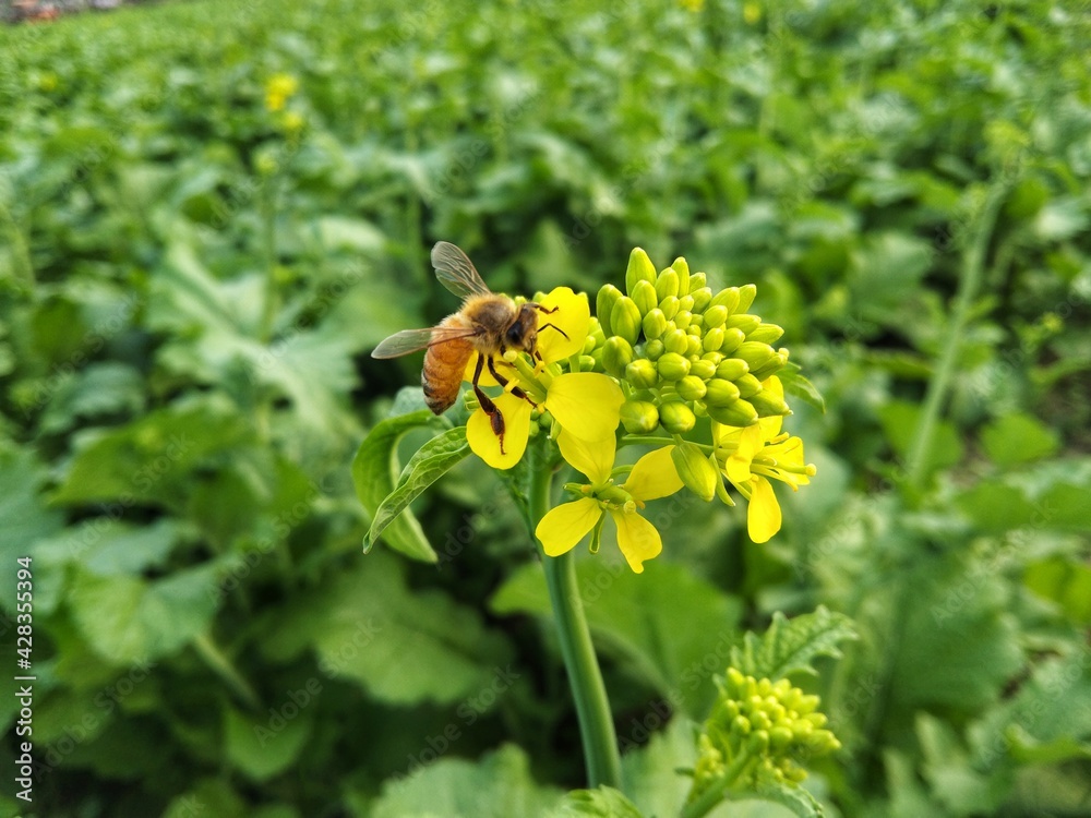 Bee on mustard flower, mustard field Bee on mustard flower, mustard field