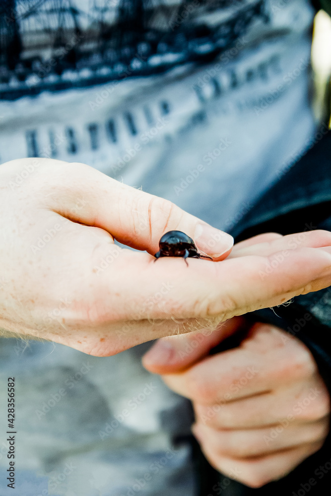 Beetle on hand