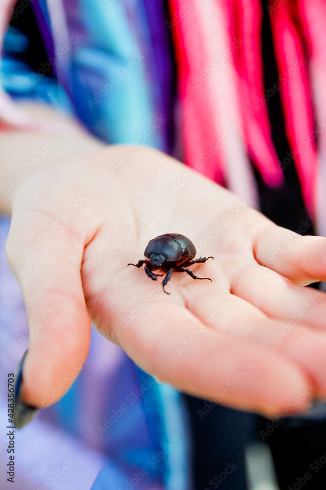 Obraz premium Beetle on hand