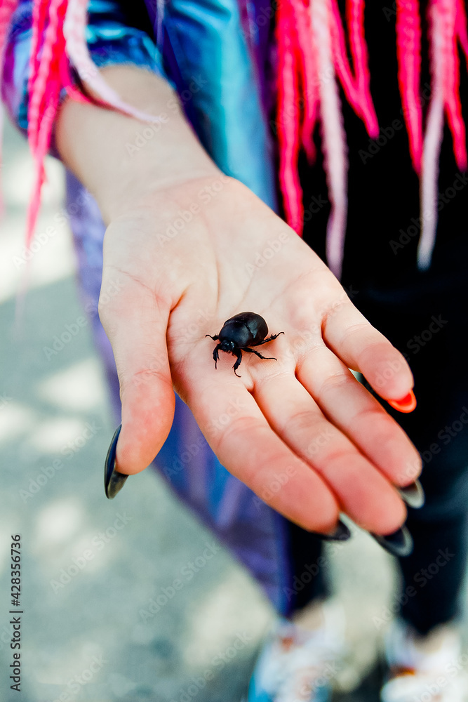 Obraz premium Beetle on hand