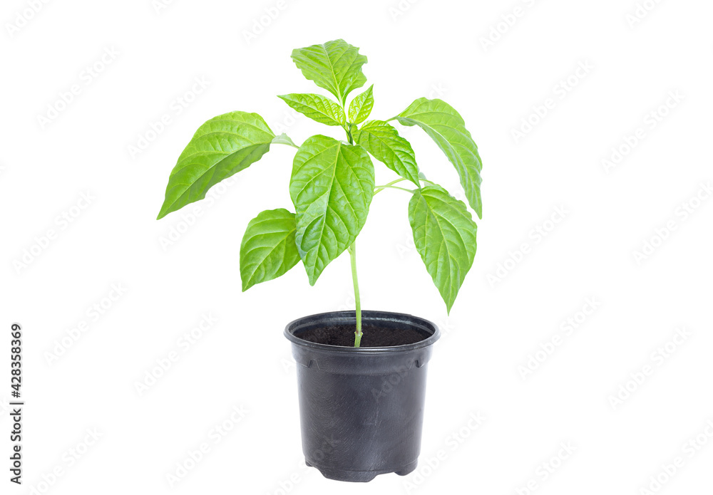 seedling in a cup, sprout of green pepper, isolated on white background seedling in a cup, sprout of green pepper, isolated on white background