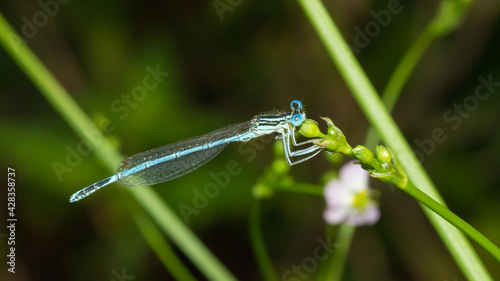 The white-legged damselfly (male) or blue featherleg (lat. Platycnemis pennipes), of the family Platycnemididae. photo