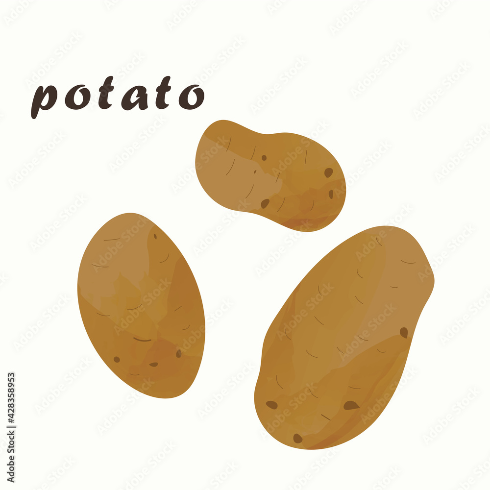 Vector illustration of potatoes. Isolated on a white background. Vector illustration of potatoes. Isolated on a white background.