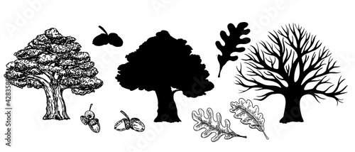 Oak with leaves and winter oak without leaves. Silhouette of an oak tree. Vector hand drawn illustration of big tree isolated on white background. Oak crown in sketch style. Leaves and acorns.
