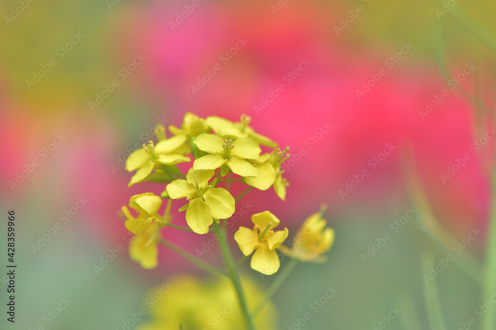 鮮やかな黄色い菜の花のぼんやりとした背景は赤いチューリップ 鮮やかな黄色い菜の花のぼんやりとした背景は赤いチューリップ