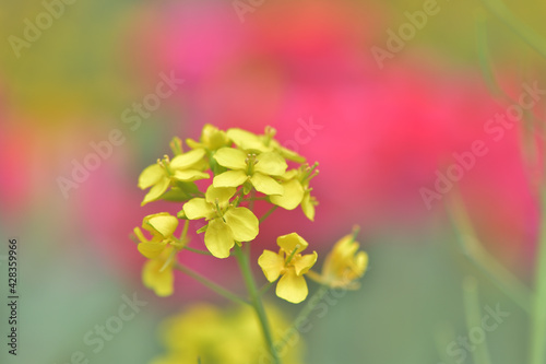 鮮やかな黄色い菜の花のぼんやりとした背景は赤いチューリップ