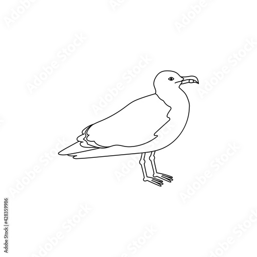 Common seagull city bird, mew gull, European herring gull. Vector line hand drawn illustration isolated on white background.