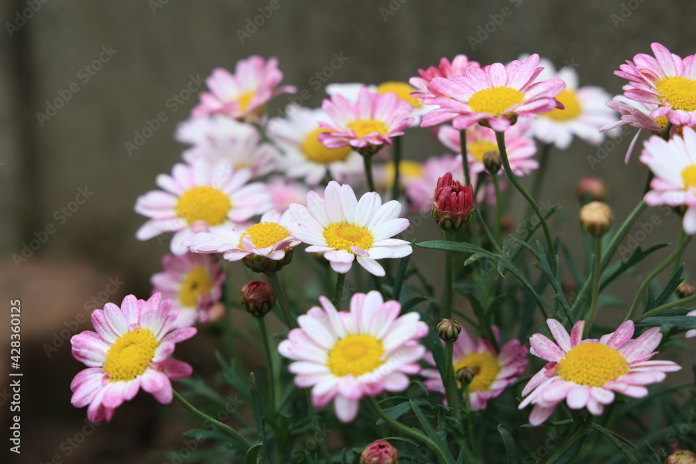 花 花