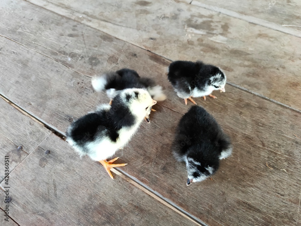 Chicks on the wooden floor
