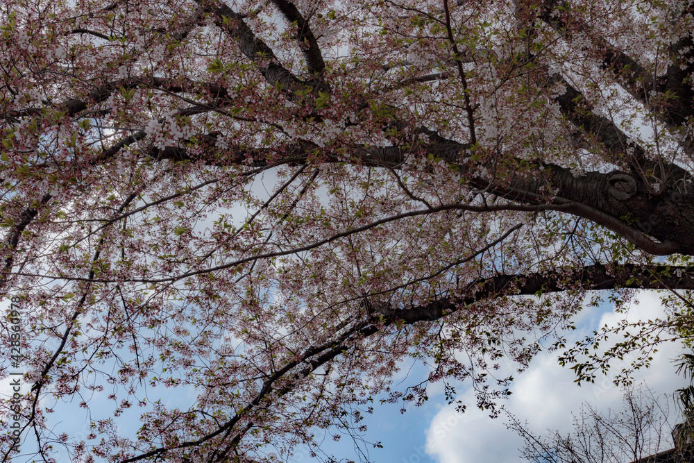 咲き誇る桜と散る桜