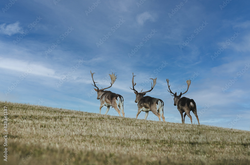 Naklejka premium Three fallow deer run past the ridge of the hill to better pastures - Concept of wilderness and nature conservation - copy space for text