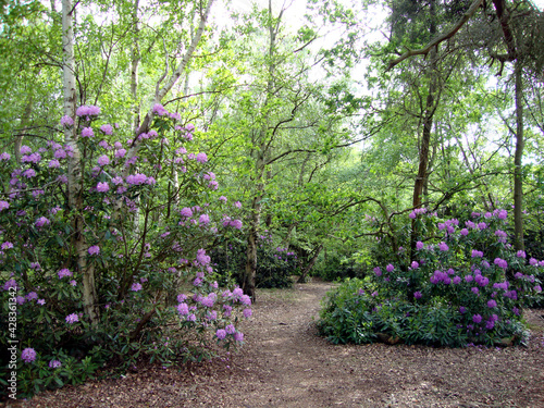 Rhododendron in the Virginia Water garden