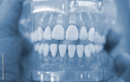 Model of human teeth of the human jaw close-up.