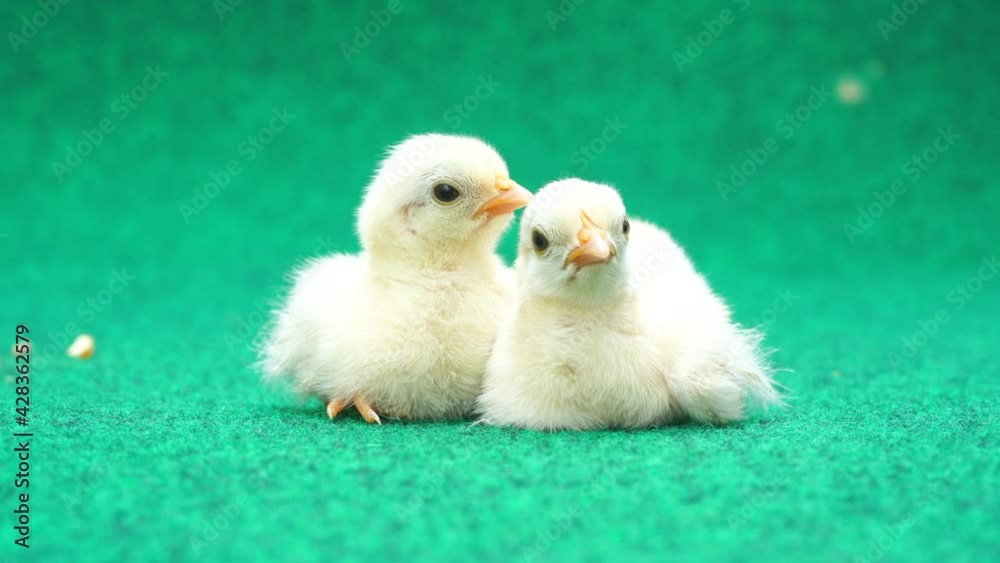 The yellow serama chicks on a artificial grass background. The yellow serama chicks on a artificial grass background.