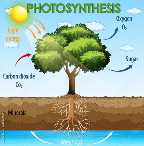 Diagram showing process of photosynthesis in plant