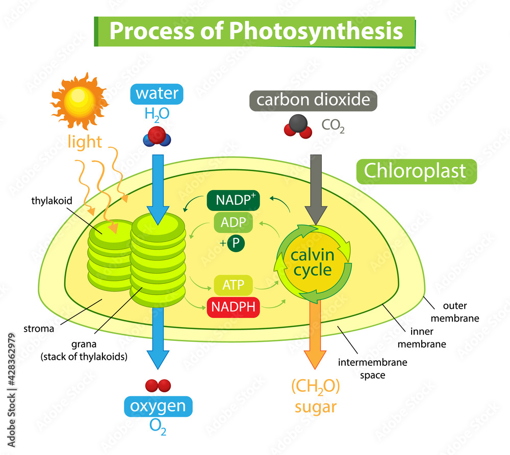 Diagram showing process of photosynthesis in plant Stock Vector Adobe