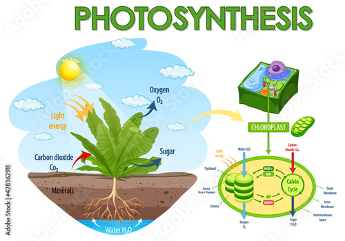 Diagram showing process of photosynthesis in plant