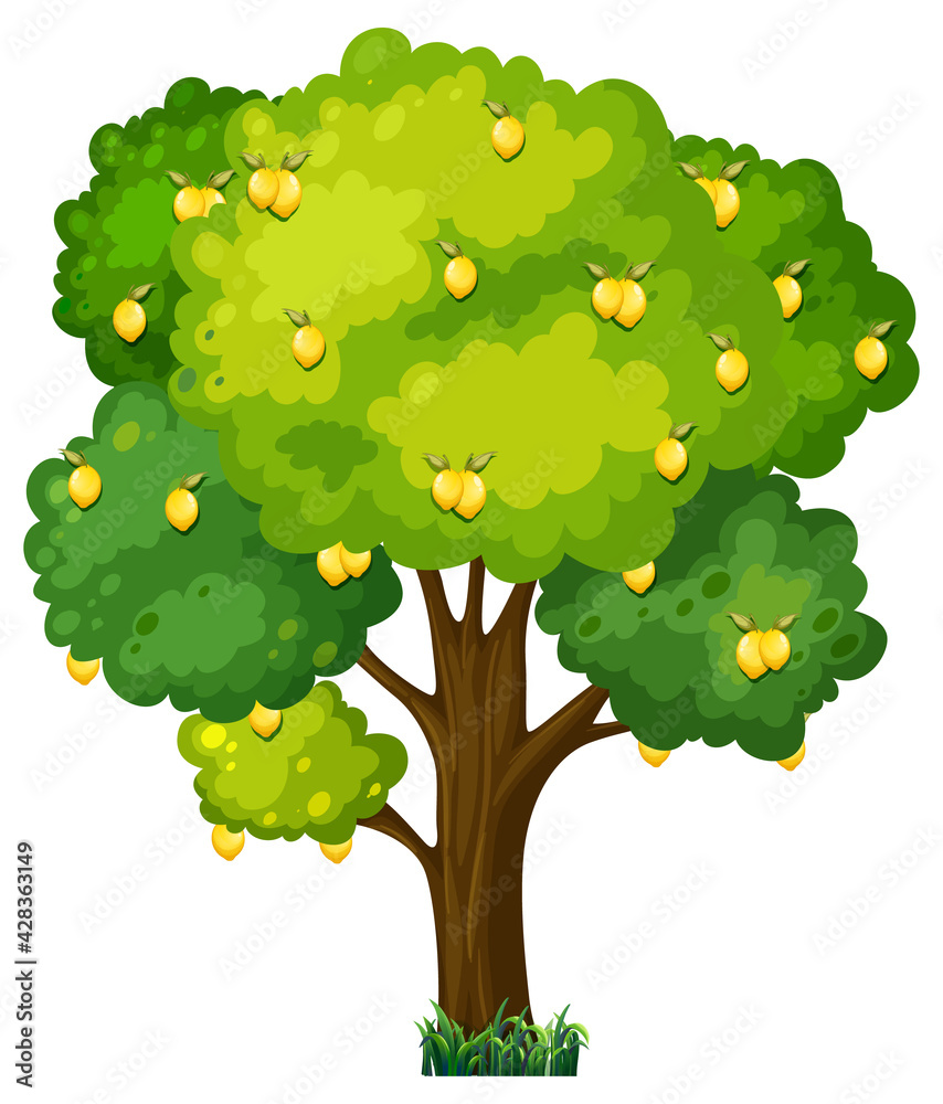Lemon tree in cartoon style isolated on white background