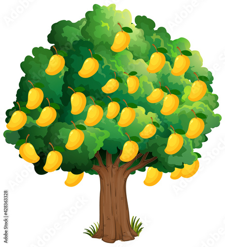 Yellow mango tree isolated on white background
