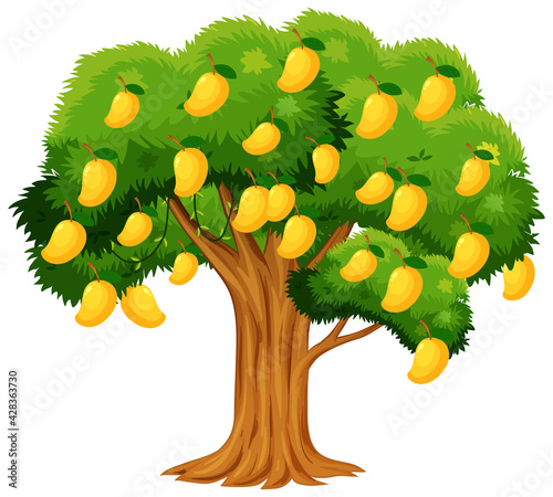 Yellow mango tree isolated on white background