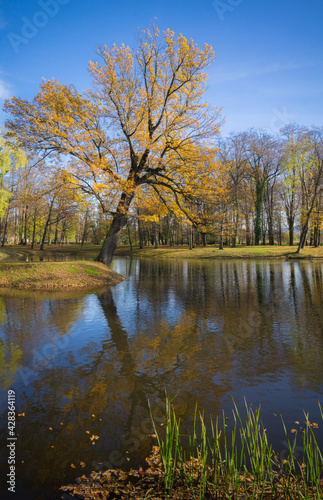 Tree By the Pond 