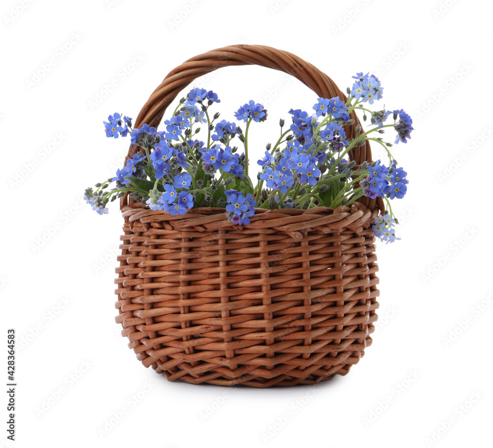 Beautiful blue forget-me-not flowers in wicker basket isolated on white