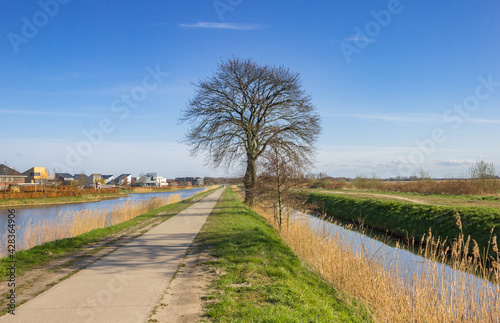 Tree along the canal in Nature reserve De Onlanden, Netherlands photo