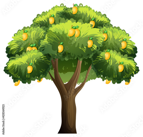 Yellow mango tree isolated on white background