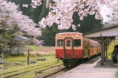 Train coming to station platform with cherry blossom trees in Japan　満開の桜と駅のプラットフォーム 小湊鉄道・月崎駅