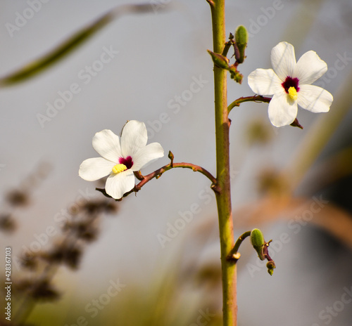 white wild musk mallow or native rosella or Abelmoschus ficulneus flower photo