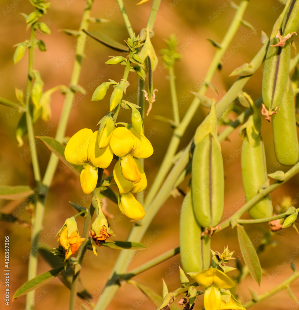 Obraz premium Arrowhead rattlebox or Rattlebox flower (Crotalaria sagittalis) with green pods.