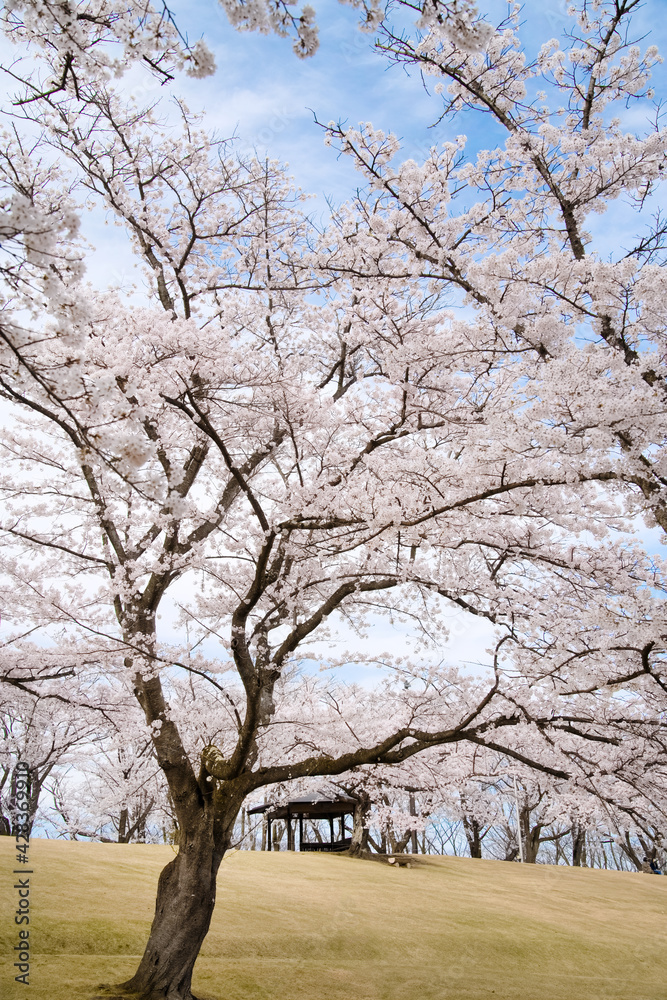 福島県郡山市の逢瀬公園と満開の桜