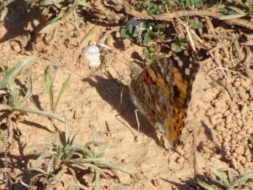 Painted Lady Butterfly on Ground