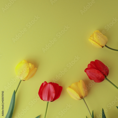 Red and yellow tulips on a yellow background 