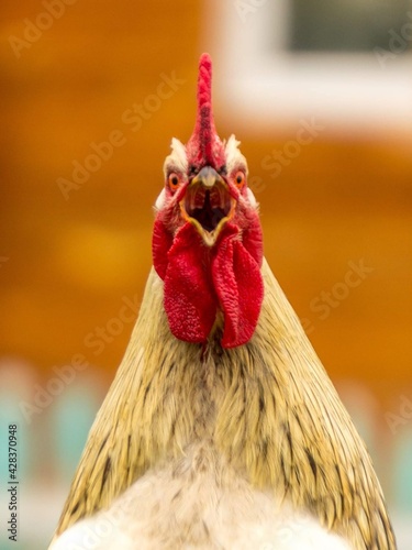 Angry rooster look and open mouth. The bird screams and looks close-up