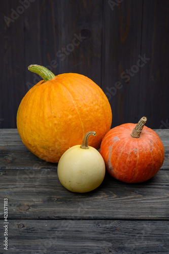Pumpkins on dark wooden background. Halloween harvesting thanksgiving concept