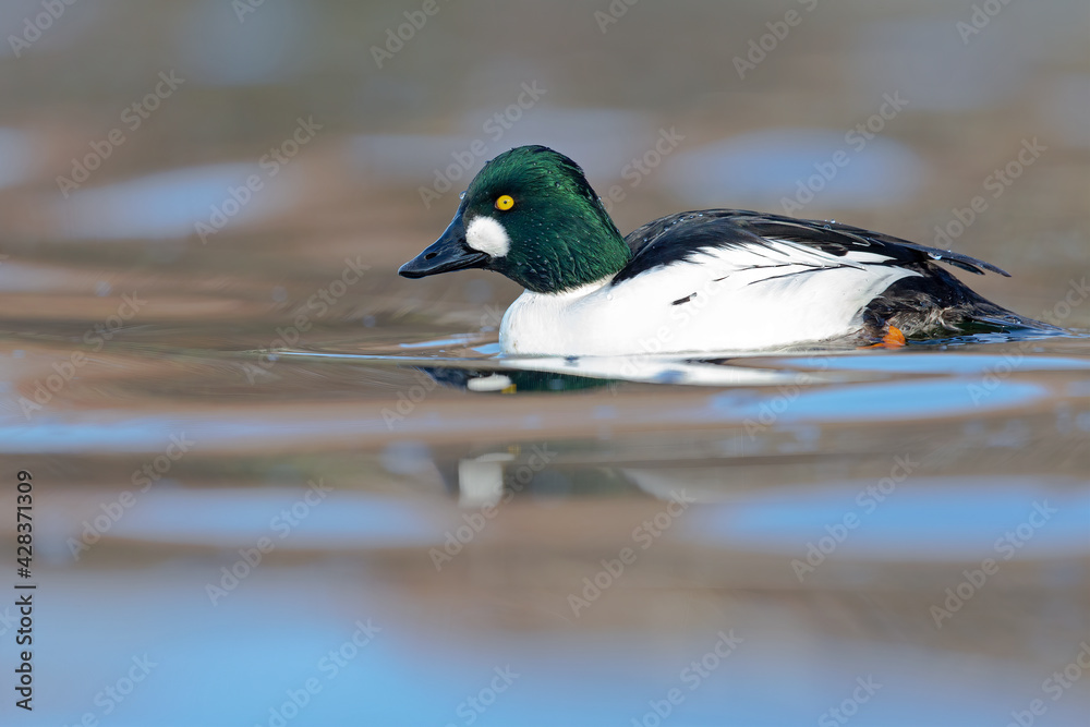 A male adult goldeneye (Bucephala clangula) swimming in a lake on a sunny cold day. A male adult goldeneye (Bucephala clangula) swimming in a lake on a sunny cold day.