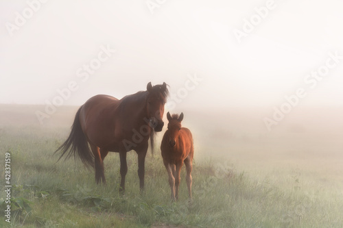 foggy morning horses mother and son family horses © DenisLubsanov