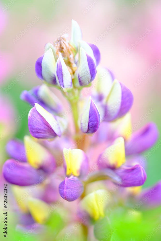 Fototapeta premium 庭の花壇にルピナス、別名ノボリフジが咲いている。4月から６月にかけて咲く花。