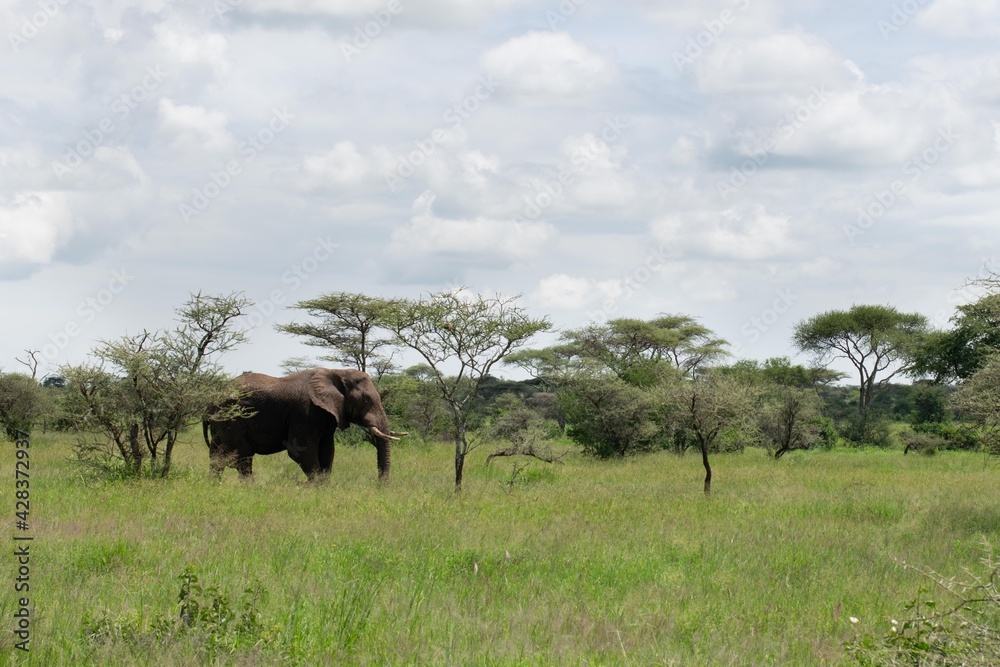 elephant dans le parc national