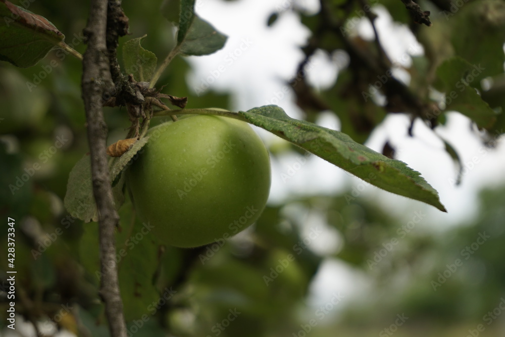 green apple on apple tree