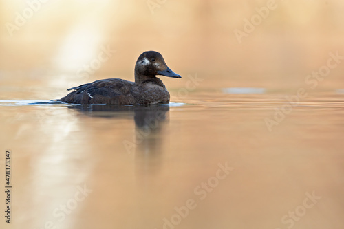 A female velvet scoter (Melanitta fusca) swimming and enjoying in the warm morning sun.