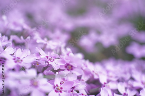 small flowers in a garden macro shot