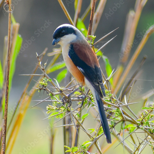 Photography An African stone chat (Saxicola torquatus) sitting on a branch of shrub in Chhat