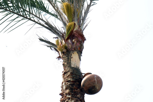 date palm tree on firm