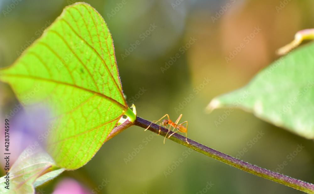 Single red weaver ant (Oecophylla smaragdina) alone on the stalk of a leaves. Single red weaver ant (Oecophylla smaragdina) alone on the stalk of a leaves.